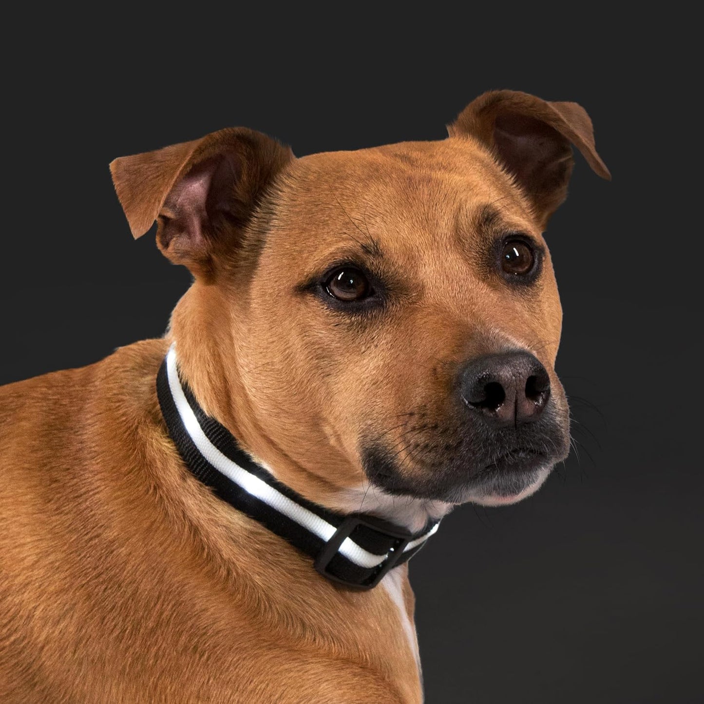 LED Dog Collar - Rechargeable, Waterproof & Highly Visible - Perfect for All Dog Sizes!